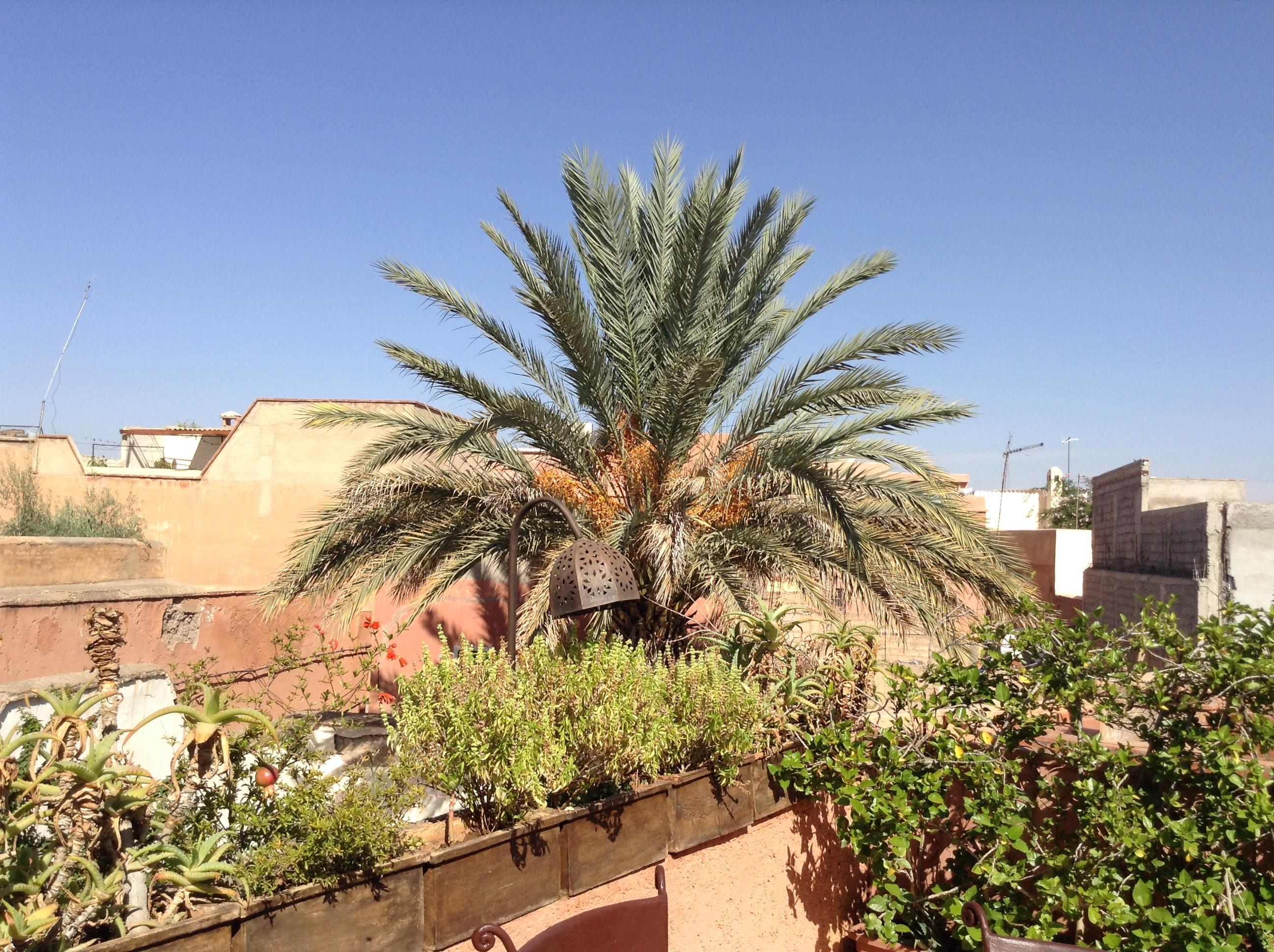 Dar Zemrane Hotell Marrakesh Exteriör bild